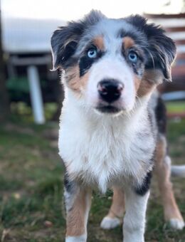 Australian Shepherd Welpe - Rabenau (Hessen)