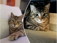 Maxi & Luchs - Dreamteam sucht Dich! - Walluf