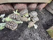 Breitrandschildkröten, Landschildkröten, Breitrandschildkröte, Testudo marginata - Hückelhoven Zentrum