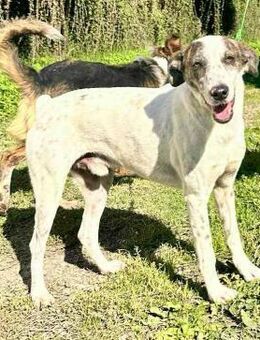 Lui - toller Begleiter fürs Leben - Hückelhoven