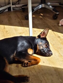 Hund zu verkaufen - Lübeck