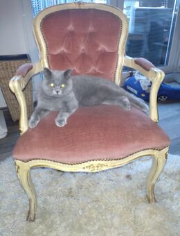 BKH Kater blau - Norden