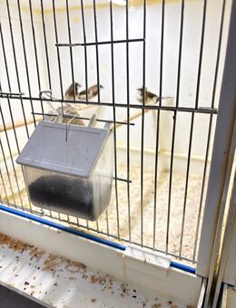 Japanische Mövchen - Papenburg