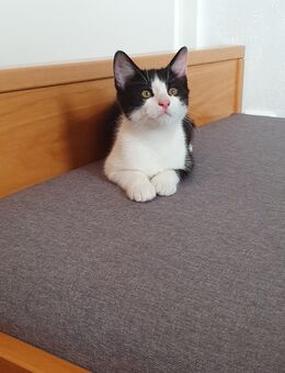 Süße Babykatzen (Kitten) abgabebereit 1 Weibchen und 1 Kater - Schwegenheim