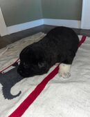 Welpen Amarican Akita / Landseer - Leonberger Mix in 24229