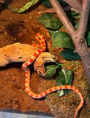 Kornnatter Fast 2 Jahre alt Albino/Rot in 57462