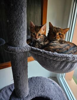 Bengal-Katzen Babys - Iphofen