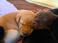 Labrador Retriever Welpen - reinrassig - Forchheim (Bayern)