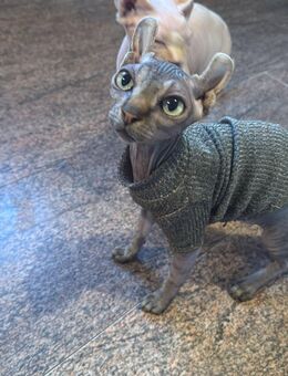 Süße Sphynx-Dame abzugeben - Wilhelmshaven