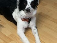 Energievoller, liebevoller 9 Monate alter Collie sucht ein neues Zuhause - Burgdorf (Landkreis Region Hannover)