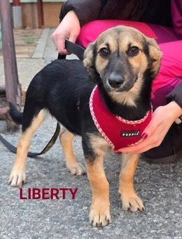 Liberty, aufgeweckte kleines Mädchen - Linden (Hessen)