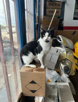 Azrael aus dem Tierschutz - Grevenbroich