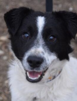 Boris - freundlich & charmant - Lohmar