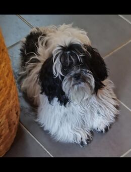 Shih tzu Mädchen - Borkwalde