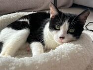 Handicap Kater Vinny - Grevenbroich