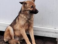❤️🐾 Lieber Grey sucht seine Familie 🐾 - Eislingen (Fils)