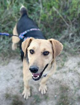 Smiley, fröhliche Hundedame, ca. 4 Jahre - Vaterstetten