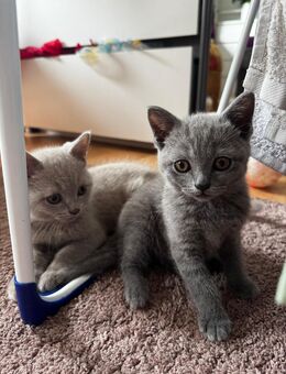 Zuckersüße BKH Kitten suchen ein liebevolles Zuhause - Rostock Schmarl