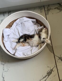 Liebevolle Hauskatze, 5 Monate, geimpft, gechippt, mit EU-Pass abzugeben - Ahlen