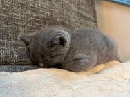 Reinrassige Britisch Kurzhaar (BKH) Kitten zu verkaufen – geboren am 04.05.2025 - Mönchengladbach