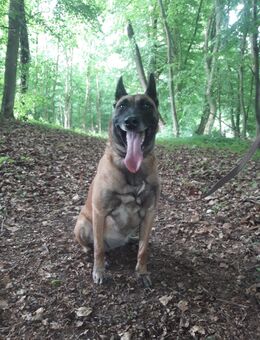 Schäferhund Mix - Melle