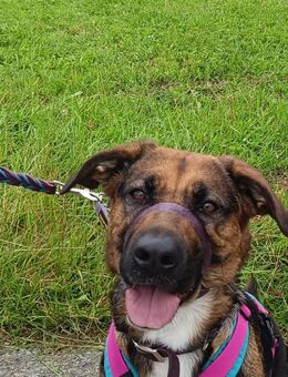 Schäferhund-Labradormix Hündin sucht neues Zuhause - Langenhagen