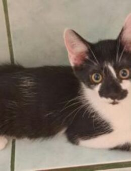 Ludwig, ca. 3,5 Monate, Familie gesucht - Grimburg