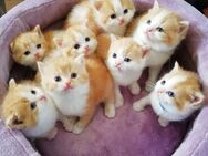 BKH Kitten Rot Weiss Britisch Kurzhaar Babys Mädchen Jungen - Goslar