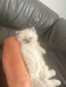 Ragdoll / Britisch Langhaar Katzen Babys - Harburg (Schwaben)
