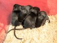 Degus Jungtiere in 48153