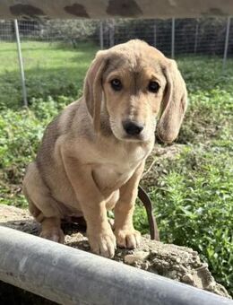 Fine Mix Hündin ca. 4 Monate alt in GR - Reutlingen