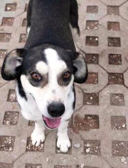 Skadi - ein süßer, fetziger Wirbelwind! - Karben