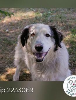 Chip 2233069: Sucht ein Zuhause - Kirchzell