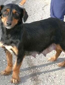 Ivie ist eine ganz tapfere, süße Hündin! - Karben