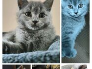 BKH Britisch Kurzhaar Kitten - Hummelshain