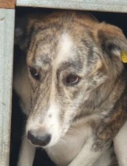 MAJA-wunderschöne Hündin, 60 cm - Rösrath