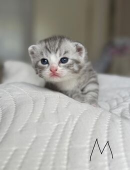 Bkh kitten suchen ein liebevolles Zuhause - Sulzbach (Saar)