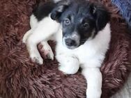 Aussimix Susi❤sucht liebe Familie - Seggebruch