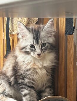 Maine coon Kitten Mädchen poly - Gelsenkirchen