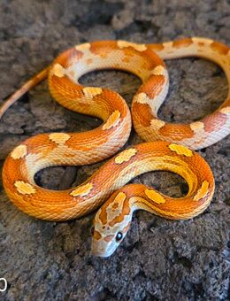 Toffee Motley, Amel Motley - Schwelm