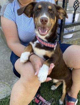 FERRIS - geb. 08/2024 - ca. 35cm/9kg - Schönaich