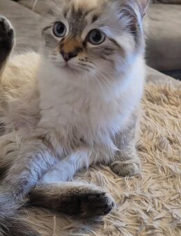 Neva Masquarade Sibirische Waldkatzen Kater - Stemwede