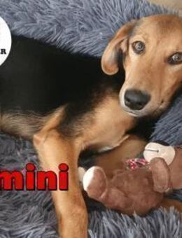 kleiner Bimini sucht seine Familie - Margetshöchheim