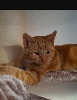 Verschmuster Kater sucht neues Zuhause - Pattensen