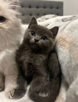 Kitten BKH & Birma - Niederzier