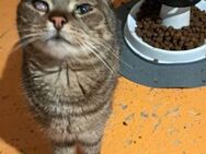 FOXY & ROXY - suchen neue Heimat..... - Kempen