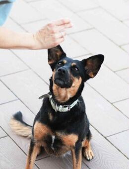 Verschmuste Michelle sucht ihre Familie - Duisburg