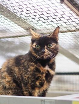 Sunny u. Phönix - Schwielowsee