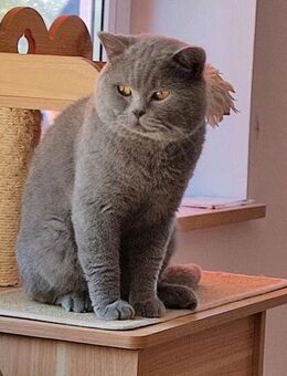 BKH Deckkater mit Stammbaum und mit Erfahrung ! ! ! - Hebertsfelden
