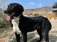 Buddy 10/22  Kuschelhund sucht Zuhause - Heppenheim (Bergstraße)